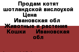Продам котят шотландской вислоухой › Цена ­ 1 000 - Ивановская обл. Животные и растения » Кошки   . Ивановская обл.